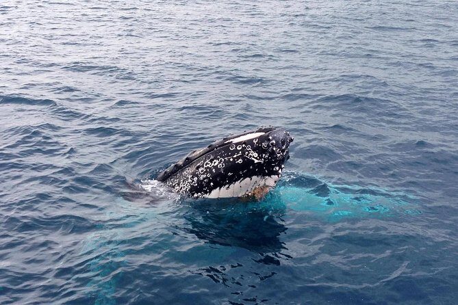 Dunsborough Whale Watching Eco Tour - Food and Comfort