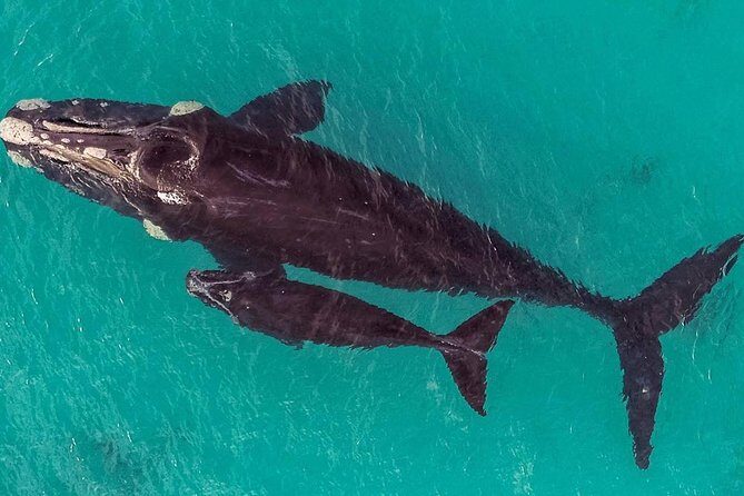 Dunsborough Whale Watching Eco Tour - Authentic Reviews from Travelers