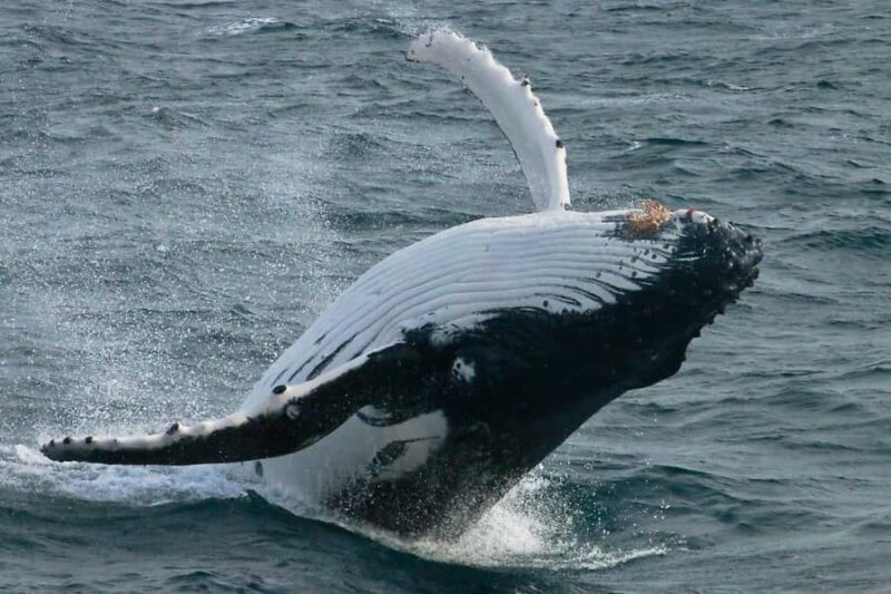 Dunsborough: Whale Watching Tour - An In-Depth Look at the Whale Watching Experience
