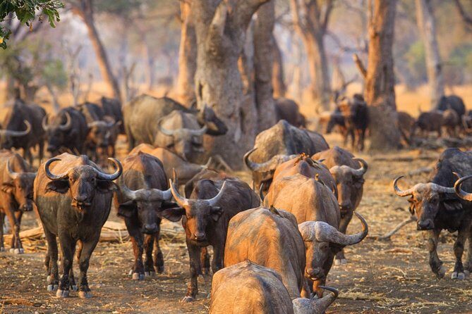 Durban: Big 5 Luxury Safari at an Award Winning Game Reserve Zeiss Binoculars - Is This Tour Right for You?