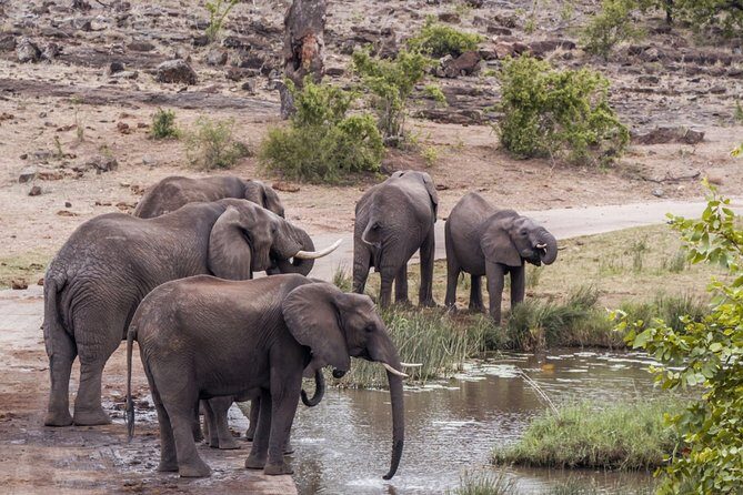 Durban: Big 5 Luxury Safari at an Award Winning Game Reserve Zeiss Binoculars - Key Points