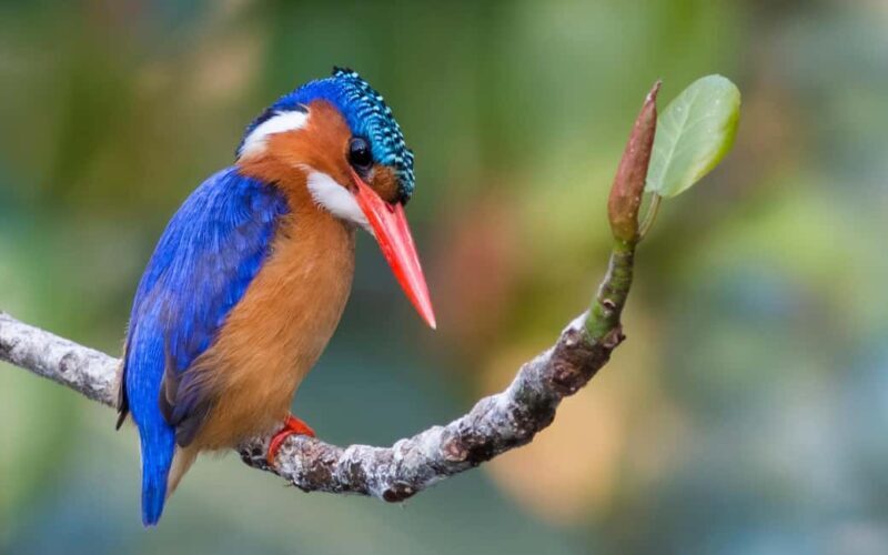 Durban: Birdwatching Tour - An Overview of the Tour Experience