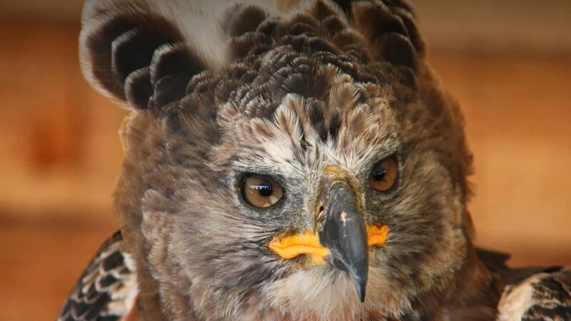 Durban: Dlinza Forest Birdwatching Tour - Is It Worth the Price?