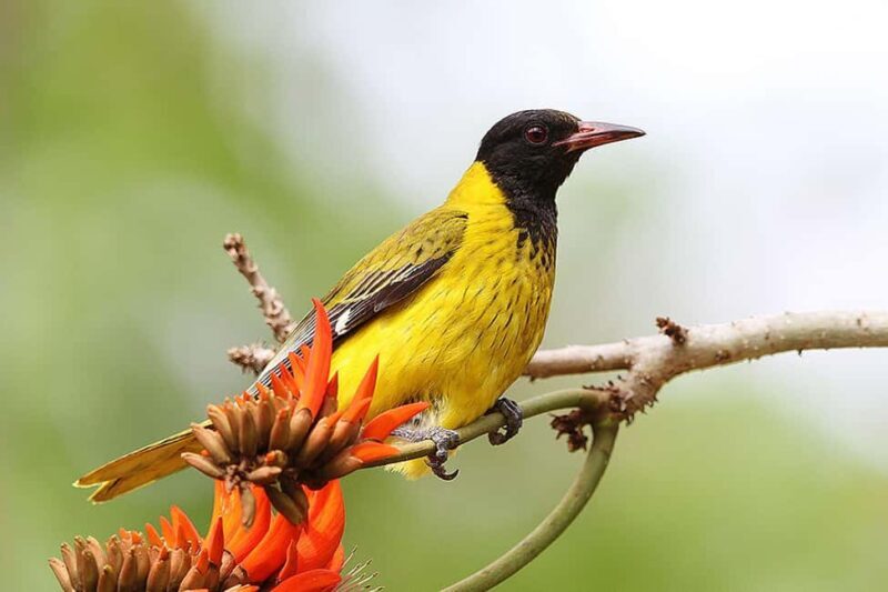Durban: Drakensberg, Mandela Capture Site and Howick Falls - Frequently Asked Questions