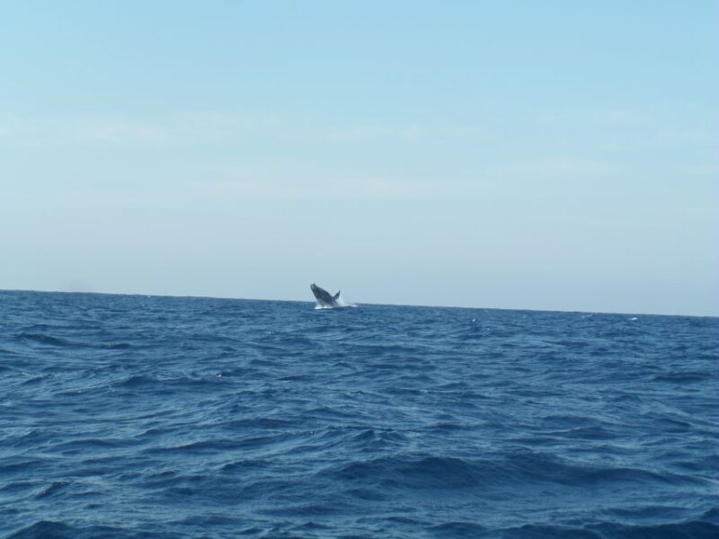 Durban: Durban: Whale and Dolphin Watching Boat Tour - Setting the Scene for Your Durban Marine Adventure