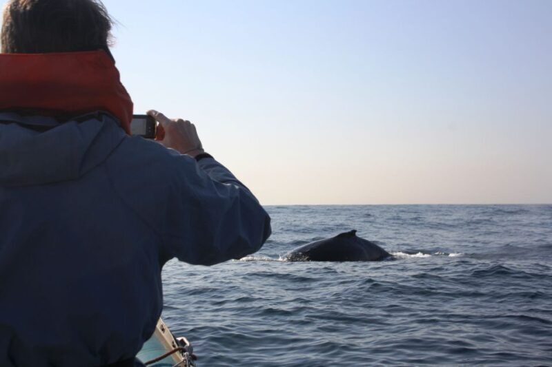 Durban: Durban: Whale and Dolphin Watching Boat Tour - The Value of the Experience