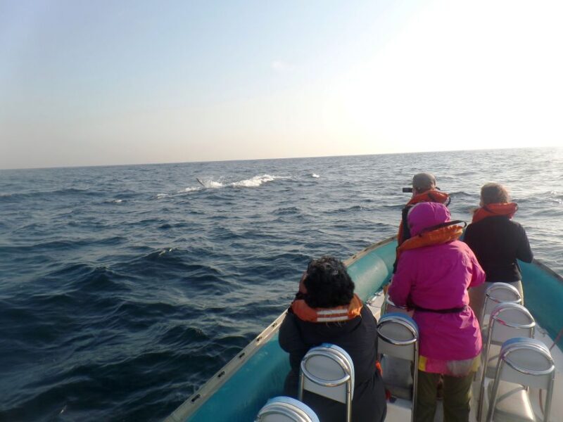 Durban: Durban: Whale and Dolphin Watching Boat Tour - Who Should Consider This Tour?