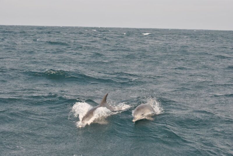Durban: Durban: Whale and Dolphin Watching Boat Tour - The Sum Up