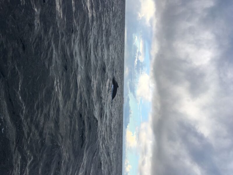 Durban: Durban: Whale and Dolphin Watching Boat Tour - FAQ
