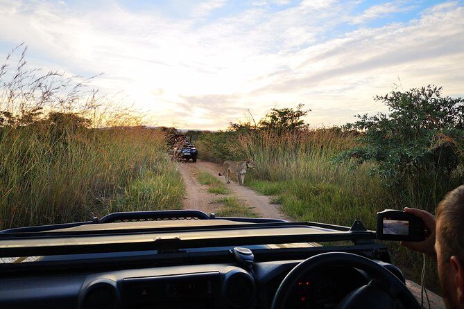 Durban: Go on Safari at 2 Game Reserves (Hluhluwe-Imfolozi) Pro Zeiss Binoculars - What’s Included and What to Expect