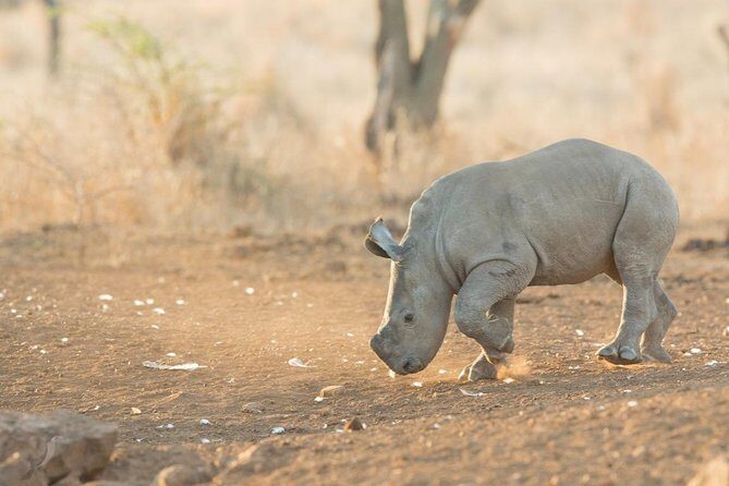 Durban: Go on Safari at 2 Game Reserves (Hluhluwe-Imfolozi) Pro Zeiss Binoculars - Authentic Food and Refreshments