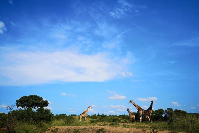 Durban: Go on Safari at 2 Game Reserves (Hluhluwe-Imfolozi) Pro Zeiss Binoculars - Authenticity, Value, and Who It’s For
