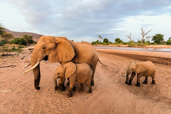 Durban: Go on Safari at 2 Game Reserves (Hluhluwe-Imfolozi) Pro Zeiss Binoculars - Final Thoughts: Who Should Consider This Safari?