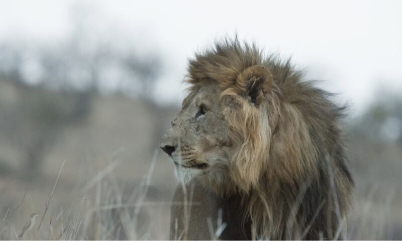 Durban: Hluhluwe Big 5 Safari with Pro Zeiss Binoculars - Discovering the Hluhluwe-Imfolozi Park: What to Expect