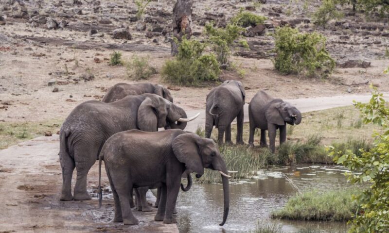Durban: Hluhluwe Big 5 Safari with Pro Zeiss Binoculars - The Vehicle and Comfort