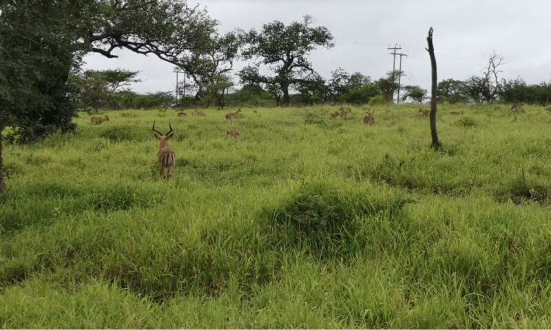 Durban: Hluhluwe Big 5 Safari with Pro Zeiss Binoculars - Tour Logistics & Practicalities