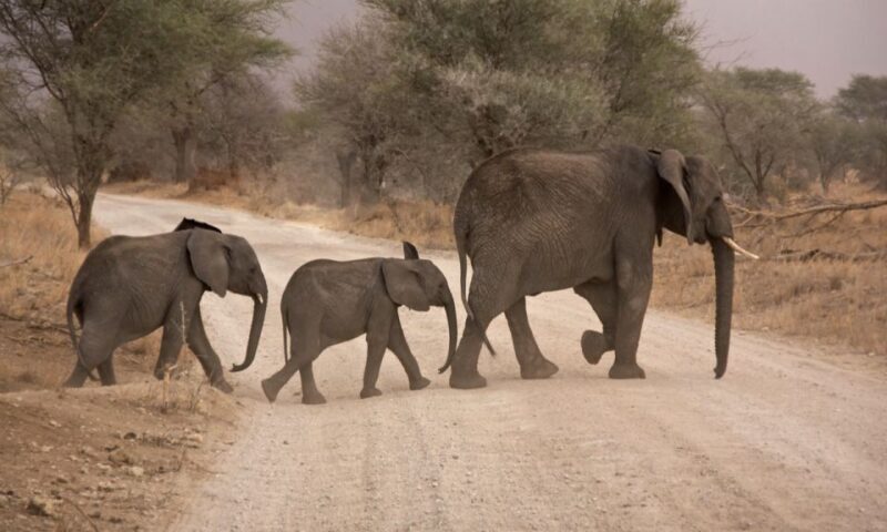 Durban: Hluhluwe Big 5 Safari with Pro Zeiss Binoculars - The Value for Money