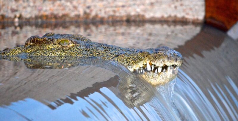 Durban: Hluhluwe Imfolozi Safari & iSimangaliso Tour - Key Points