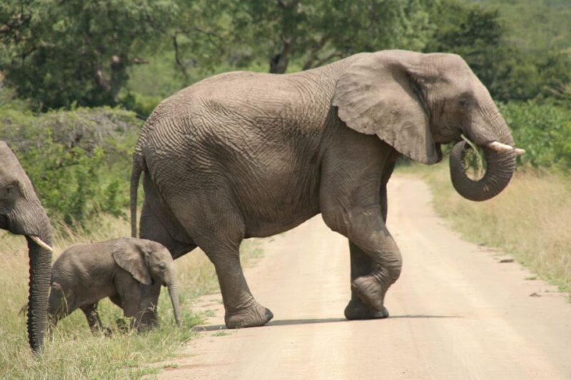 Durban: Hluhluwe Imfolozi Safari & iSimangaliso Tour - The Itinerary in Detail