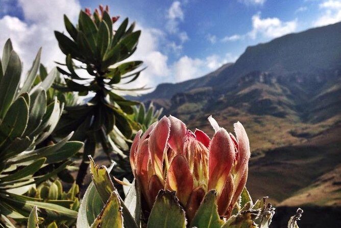 Durban: Journey along the Epic Sani Pass & Lesotho Tour - FAQ