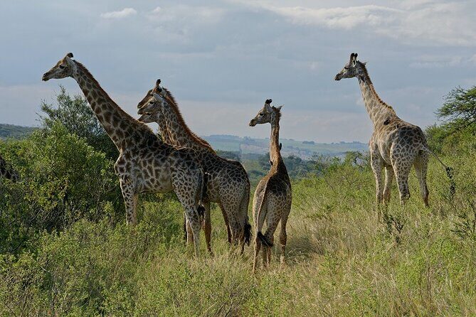 Durban Shore Excursion: Private Small Group Tala Game Reserve - Real Traveler Insights and Tips