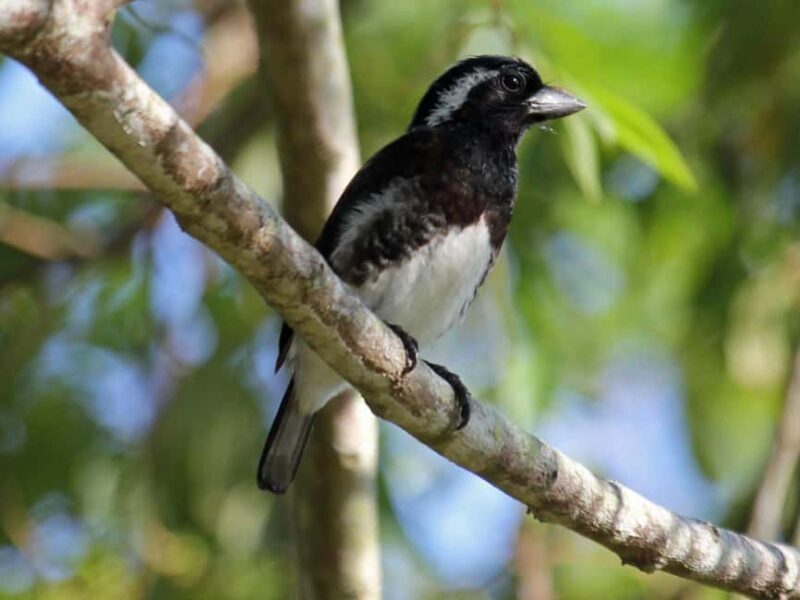 Durban: St Lucia Birdwatching Tour - Key Points