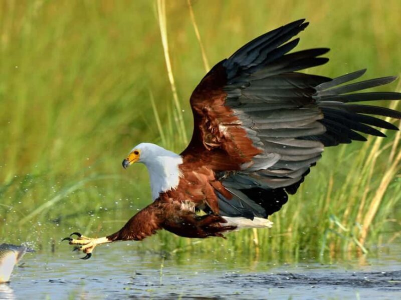 Durban: St Lucia Birdwatching Tour - Exploring the Route and Itinerary in Detail