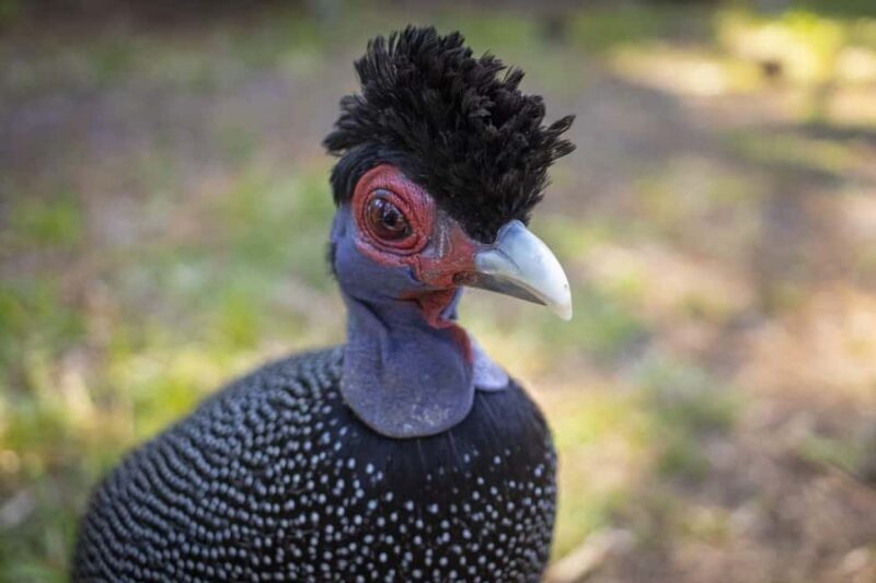 Durban: St Lucia Birdwatching Tour - The Value of a Guided Birdwatching Tour
