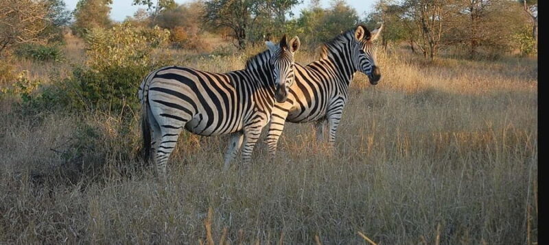 Durban: Tala Game Reserve, Phezulu Park, & Market Tour - Exploring the Highlights: A Detailed Breakdown