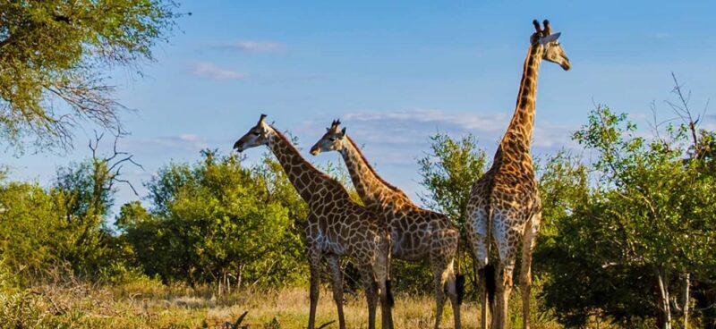 Durban: Tala Game Reserve, Phezulu Park, & Market Tour - FAQs