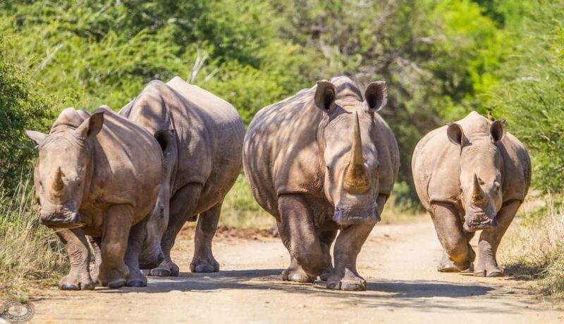 Durban:3 Day Hluhluwe-Imfolozi Park, St Lucia, iSimangaliso - Final Thoughts: Is It Worth It?