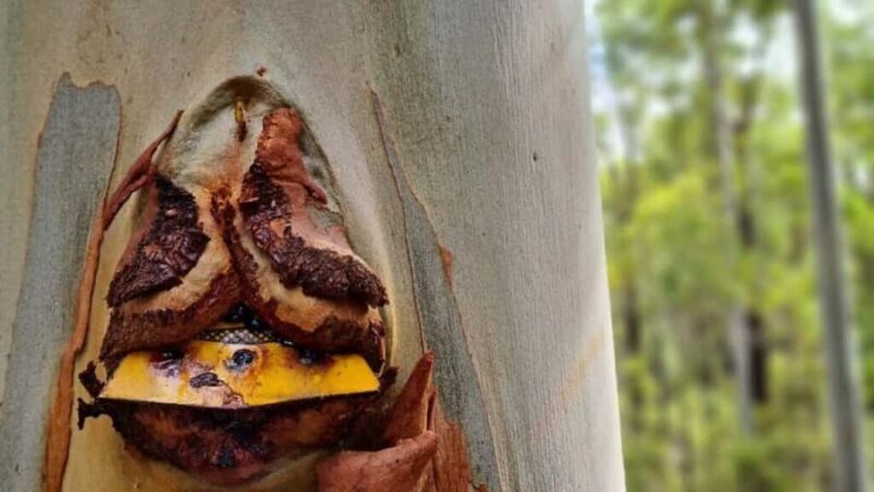 Dwellingup: Guided Hike and Scenic Train Ride with Lunch - An In-Depth Look at the Experience