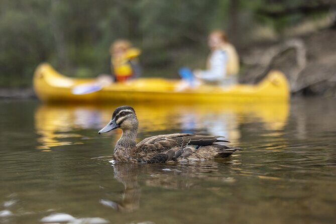Dwellingup: Paddle and Picnic self-guided tour - An In-Depth Look at the Experience