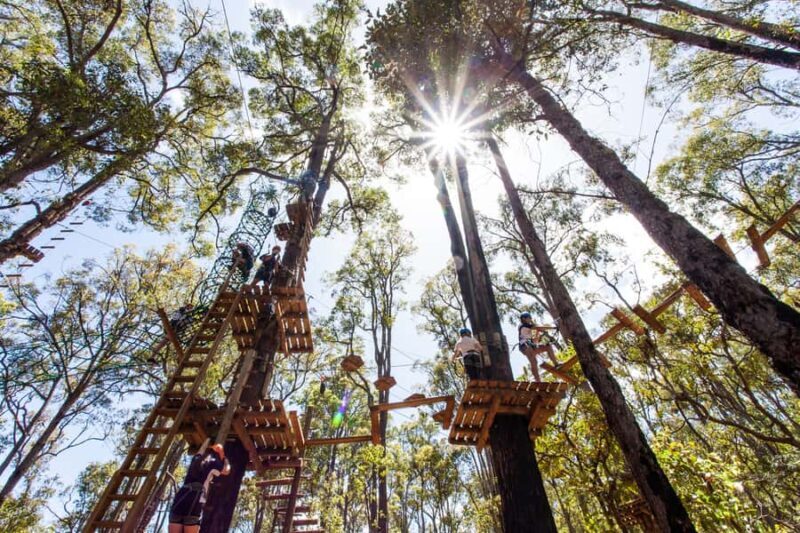 Dwellingup: Tree Ropes Course - What to Expect at Dwellingup’s Tree Ropes Course