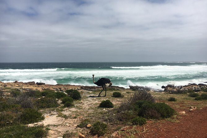 E-Bike Cape Peninsula tour - Frequently Asked Questions