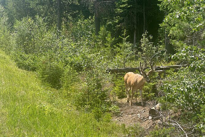 E Bike Tour in Glacier National Park Cammas Road - Practical Details