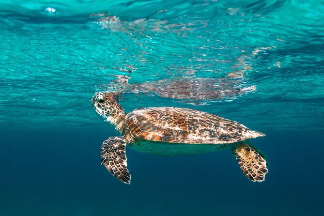 E-Snorkeling tour in Bonaire with easy Sea Scooters - Key Points