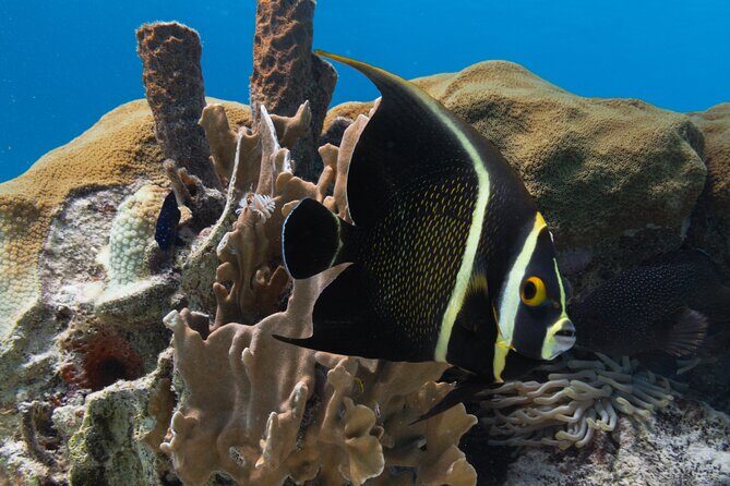 E-Snorkeling tour in Bonaire with easy Sea Scooters - The Guides: Knowledgeable, Friendly, Professional