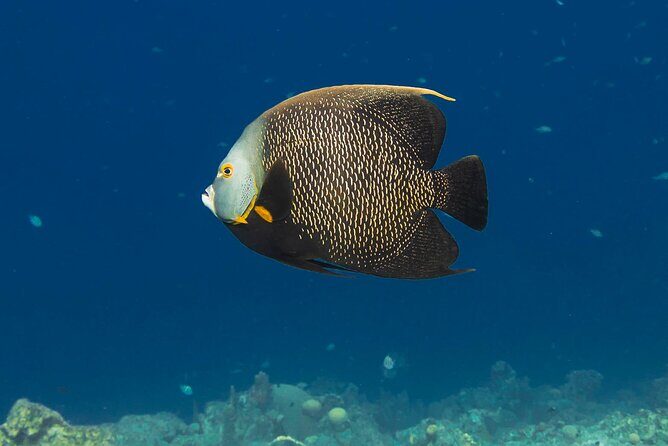 E-Snorkeling tour in Bonaire with easy Sea Scooters - The Marine Environment: What You Might See