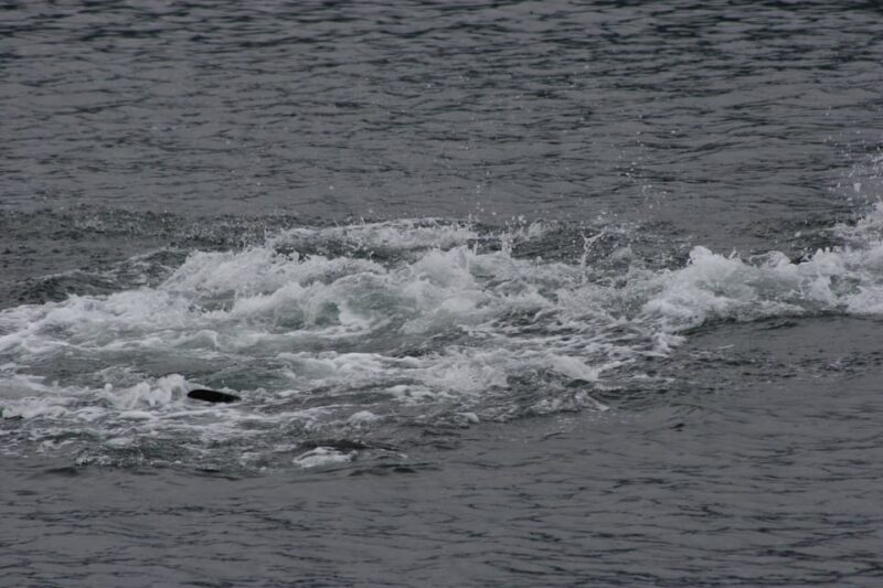 Ear Mountain Charters tours: whale watching or fishing - The Sum Up