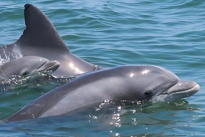 EARLY BIRD SPECIAL: Speed Boat & Dolphin Cruise in Ocean City, MD - What to Expect on the Cruise