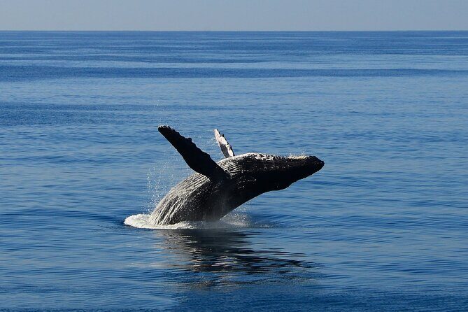 Early Bird Whale Watching Cruise from Waikiki - An Honest Look at the Whale-Watching Experience