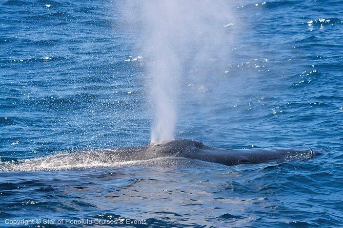 Early Bird Whale Watching Cruise from Waikiki - Practical Tips for a Smooth Trip