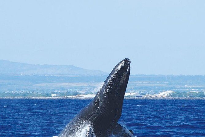 Early Bird Whale Watching Cruise from Waikiki - Who Will Love This Tour?