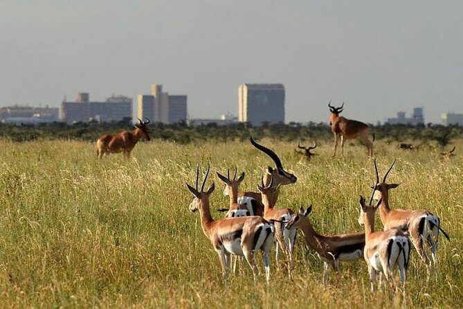 Early Morning Group Joining Mini Safari To Nairobi National Park - The Unique Setting of Nairobi National Park