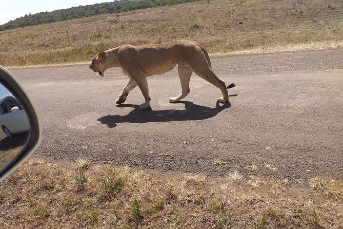 Early Morning Group Joining Mini Safari To Nairobi National Park - The Cost and Its Value