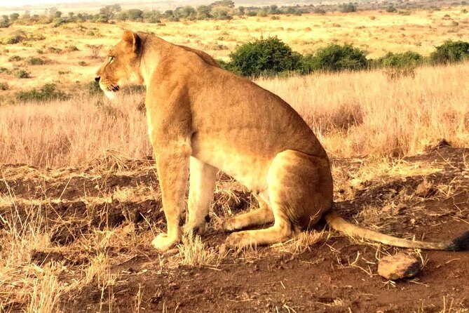 Early Morning Group Joining Mini Safari To Nairobi National Park - What Could Be Better?