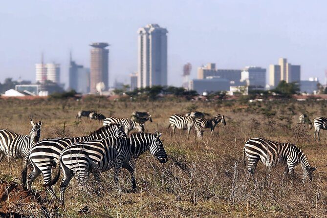 Early Morning Half Day Group Tour to Nairobi National Park - Introduction: The Compact Kenyan Safari Near Nairobi