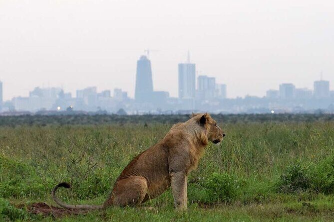 Early Morning Half Day Group Tour to Nairobi National Park - FAQ
