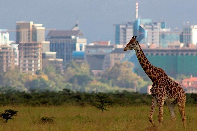 Early Morning Half Day Mini Safari To Nairobi National Park - What’s Included and What’s Not?